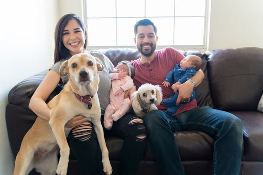Best Dog Crate for Apartment Living: Save Space Without Sacrificing Safety