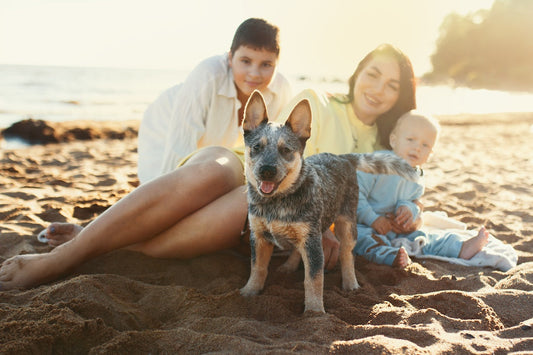 Do I Need a Crash-Tested Dog Crate for My Car?
