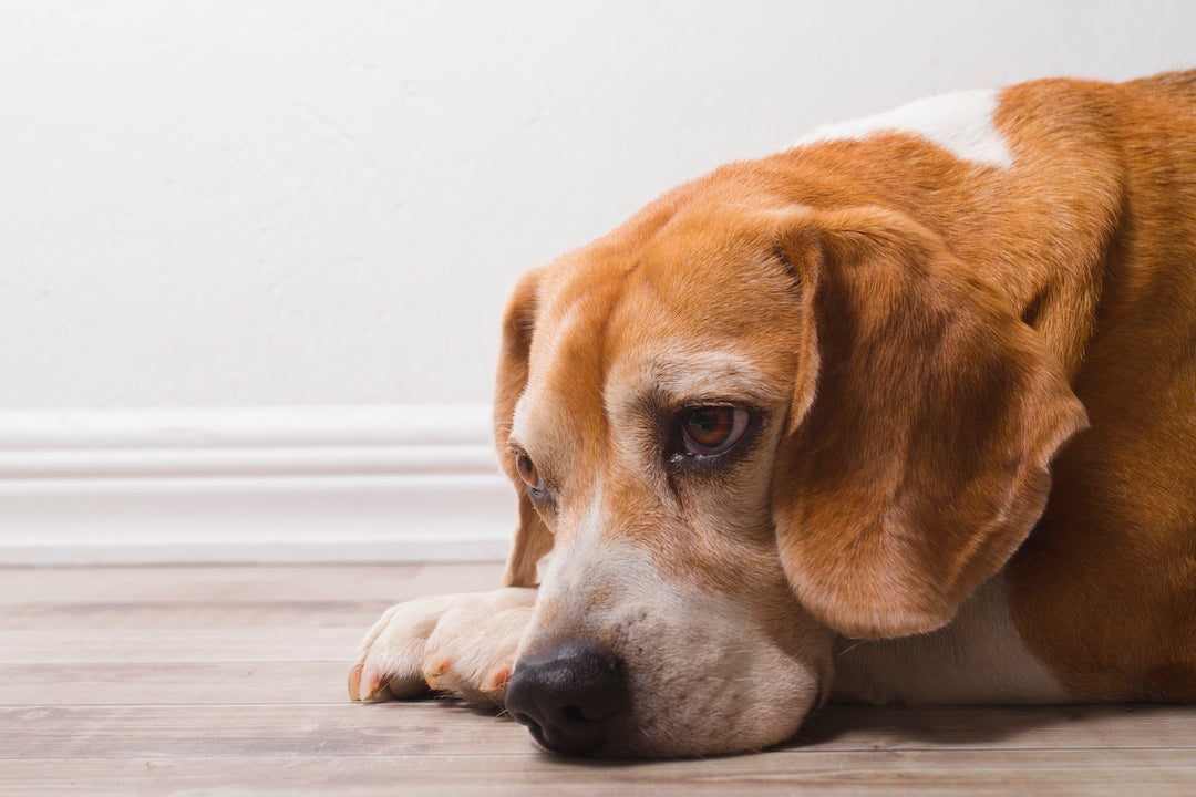 How Can I Tell if My Dog Has Separation Anxiety?