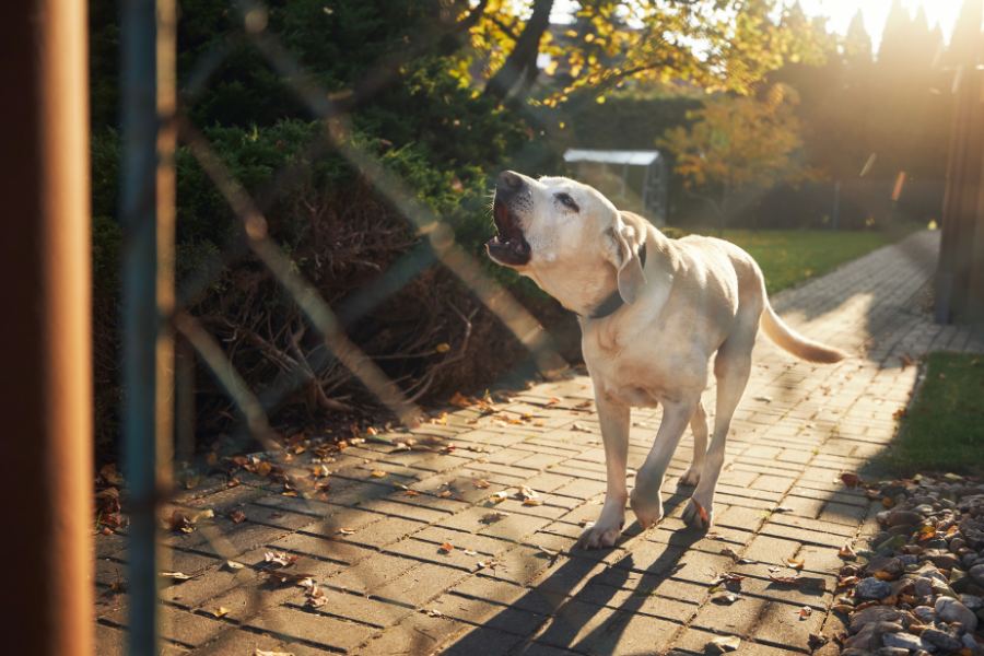 How to stop my dog from barking in the crate online