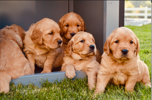 Puppy in dog crate