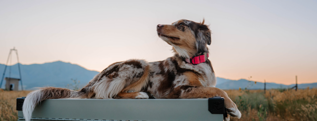 Easy Cleaning For Your Pup’s Favorite Space