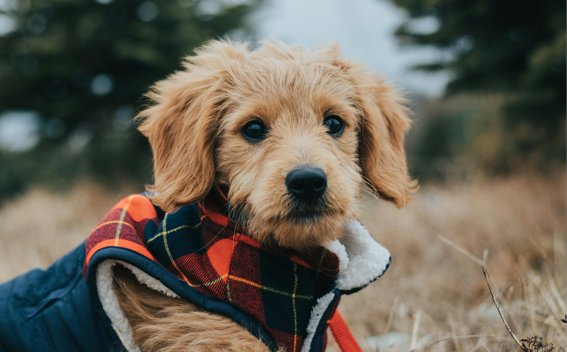 Crate size for mini goldendoodle best sale