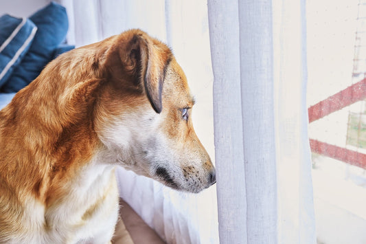 The Best Crate for Separation Anxiety: A Complete Guide for Dog Owners
