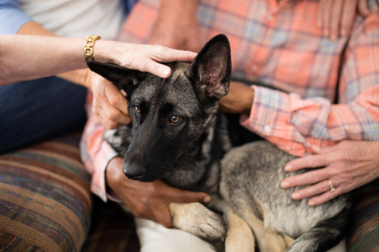 What To Know When Adopting A Rescue Dog