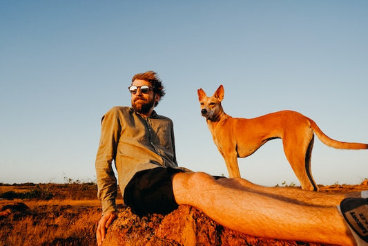 Travel with dog