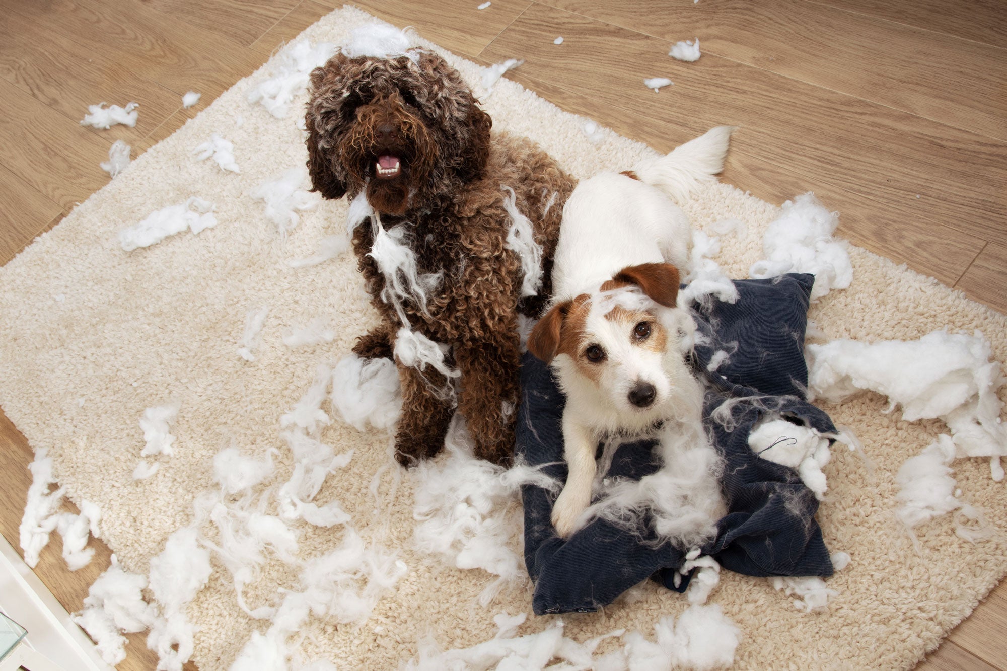 How to help a shop dog with crate anxiety