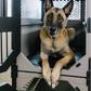 Primo comfort pad accessory shown in a stationary dog crate by Rock Creek Crates