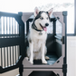 Primo comfort pad accessory in a stationary dog crate by Rock Creek Crates