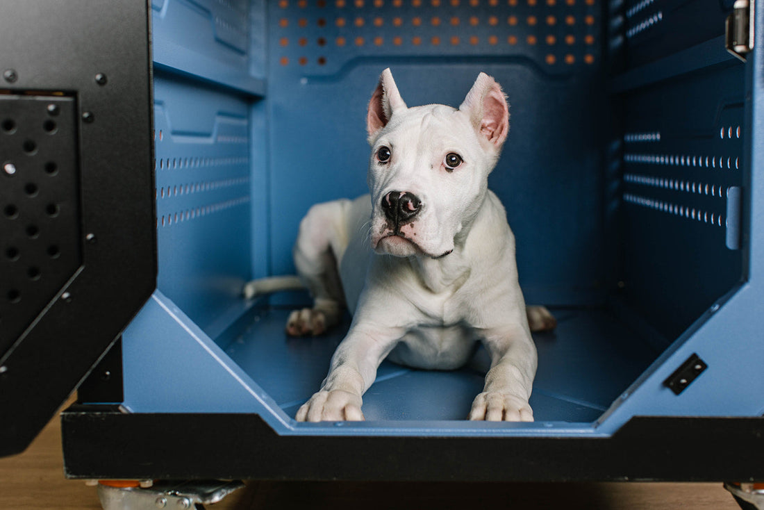 The 7-Day Crate Regression Reset: A Step-by-Step Plan to Win Back Your Dog's Trust