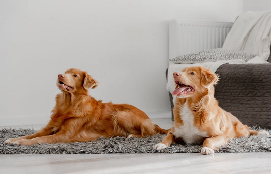 Can Two Dogs Share a Crate? What Works, What Fails, and Safer Alternatives
