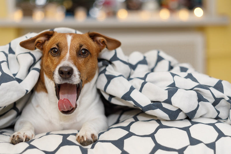 Choosing the Best Bedding and Accessories for Your Dog Crate