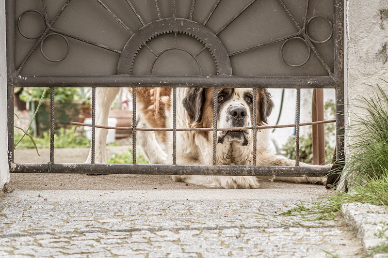 Crate Training Is A Solution For Separation Anxiety