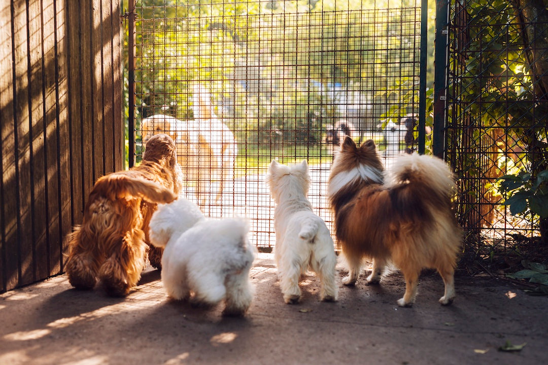 Crate vs Playpen vs Free Roam: What’s Best for Your Dog (And When to Use Each)