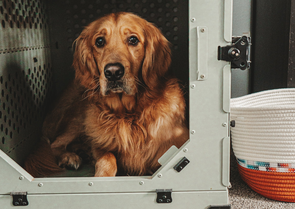 No Pet Parent Wants To Come Home To A Mess In The Crate