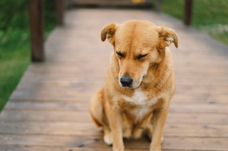 Dealing With Crate Training Regression: Why Your Dog Suddenly Hates Their Crate (And How to Fix It)