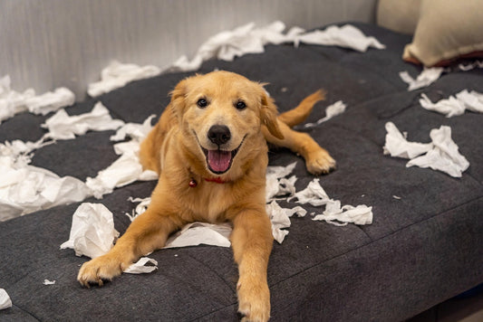 Dog Behavior Problems That a Crate Can Solve