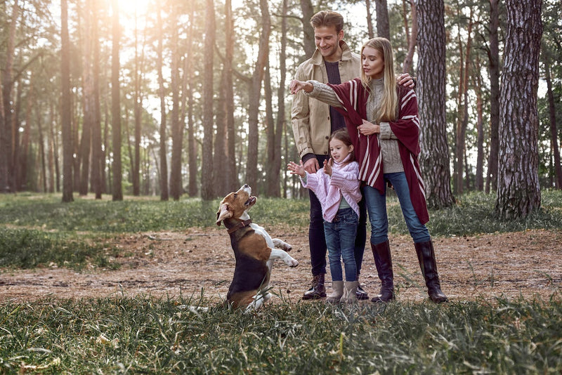 How to Choose the Right Crate for Multi-Dog Households