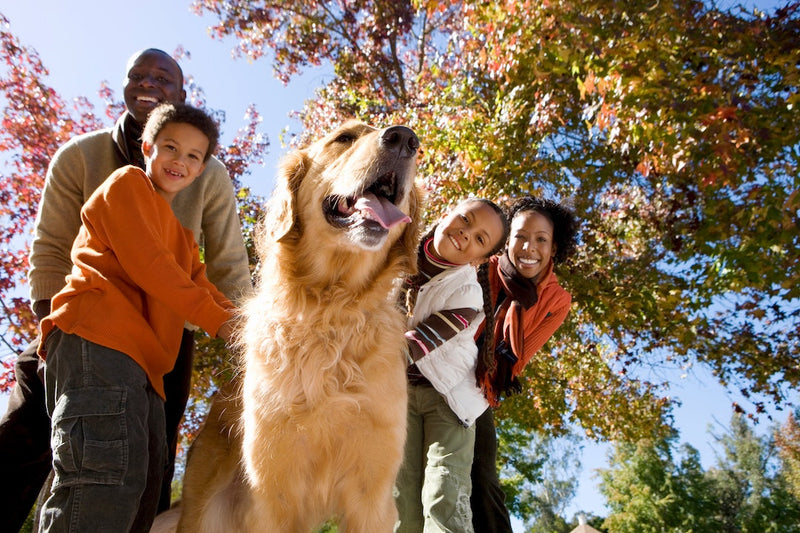 How to Measure Your Dog for a Crate (Step-by-Step Guide)
