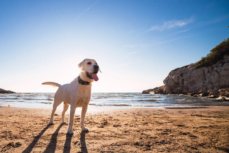 How to Safely Crate Your Dog During Car Rides and Travel 