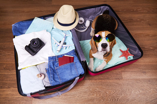 How to Travel Safely With Your Dog or Puppy
