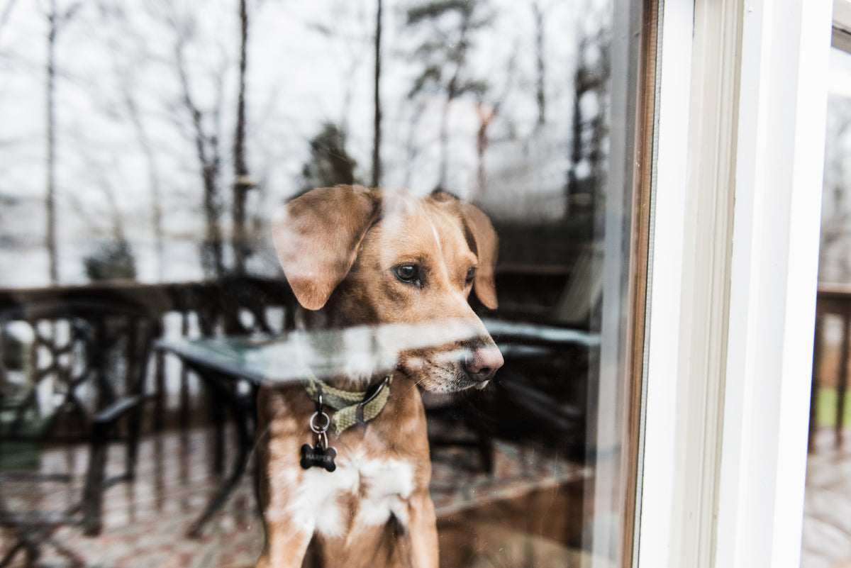 Keep Your Best Friend Safe And Happy While You’re At Work