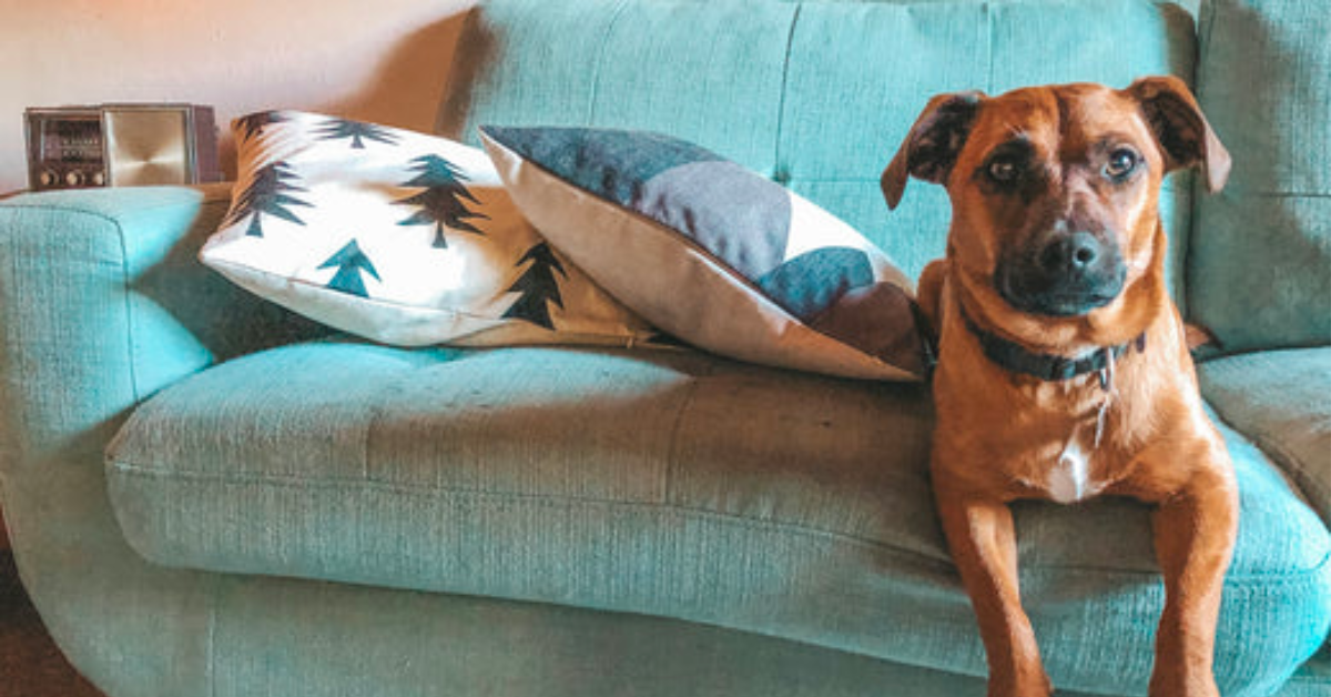 Blog posts Protect Your Stuff With A Cozy Crate For Your Dog