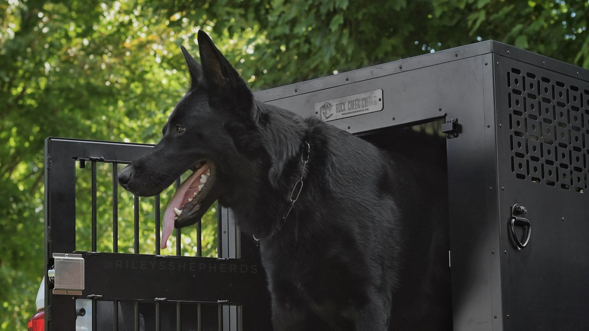 How To Secure A Dog Crate In A Car So You’re Ready For Adventure