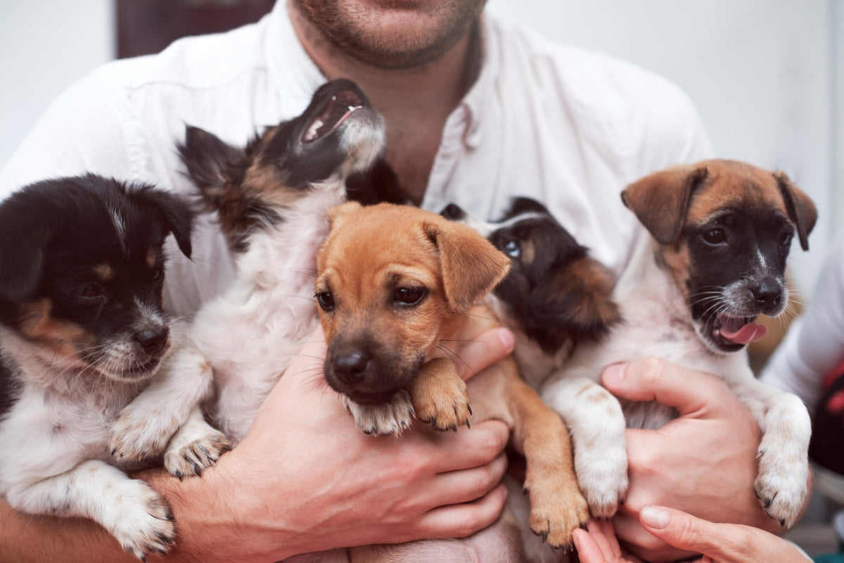 Puppy Essentials: Your Ultimate Guide to Preparing for Furry New Beginnings