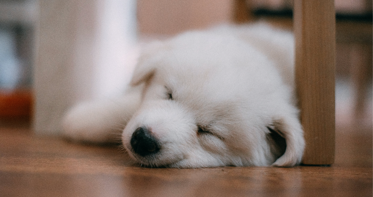 A Good Night’s Sleep With Your New Pup