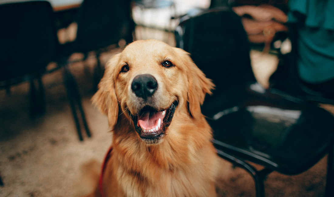 Size Up The Perfect Den Space For Your Golden Retriever