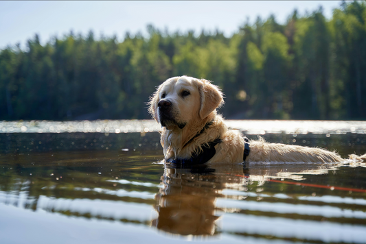 How to Keep a Dog Crate Cool: 10 Safe Ways to Beat Summer Heat