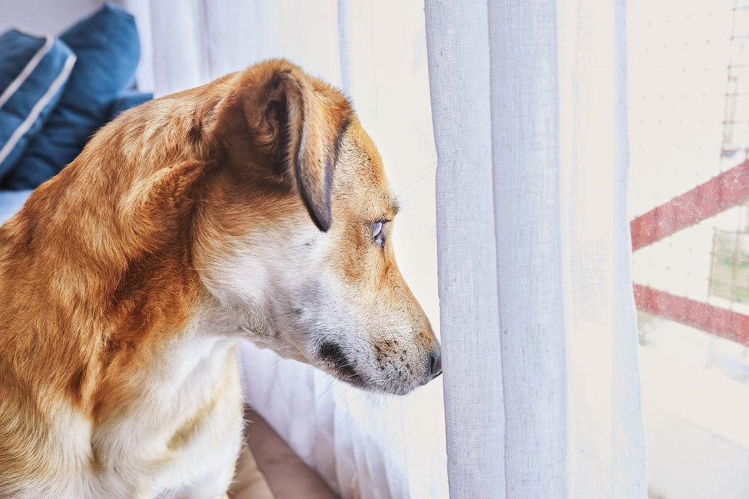 The Best Crate for Separation Anxiety: A Complete Guide for Dog Owners