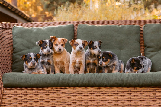 The Checklist You Need To Prepare For A New Puppy