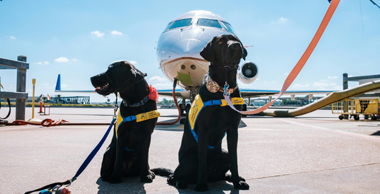 The Right Way To Jet Set With Your Dog