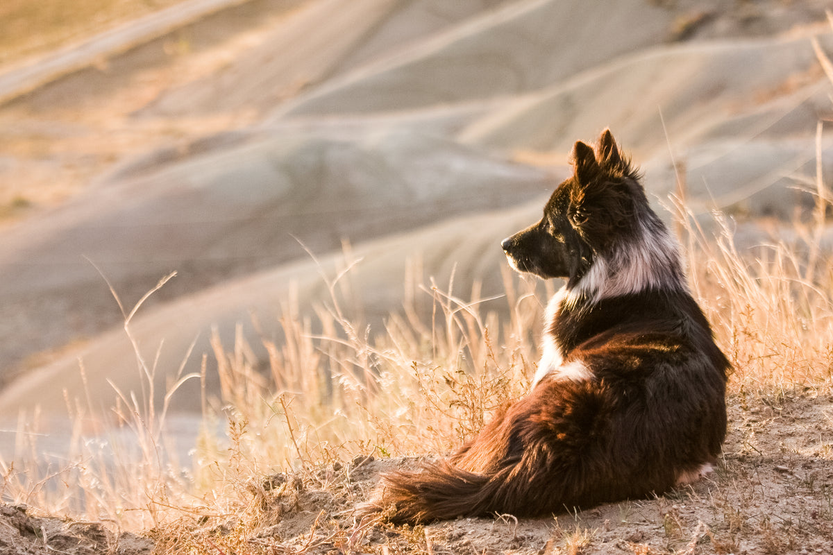 They Can Learn New Tricks: How To Crate Train An Older Dog