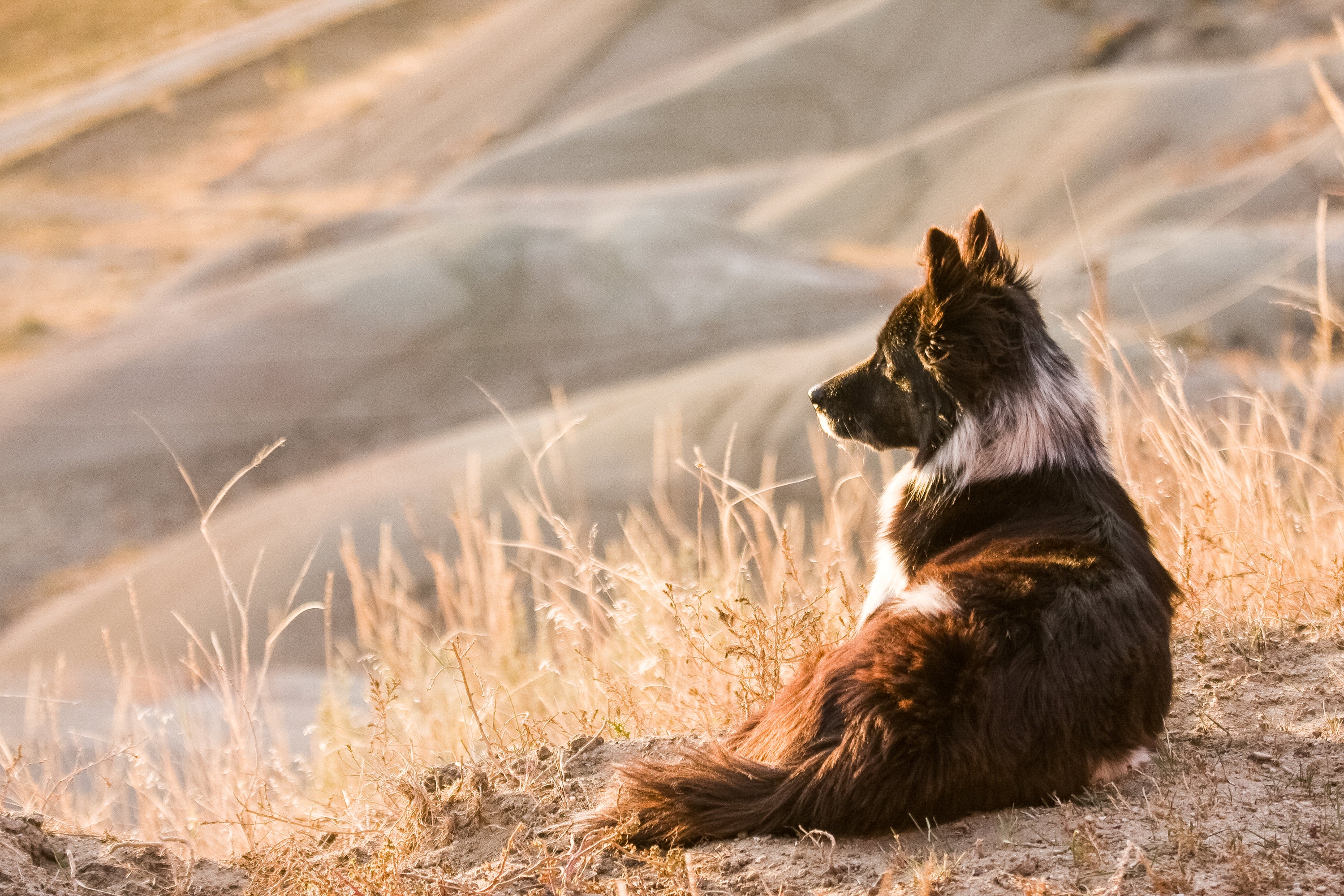 How To Crate Train An Older Dog For Easy Adventuring – Rock Creek Crates - Crates For Older Dogs
