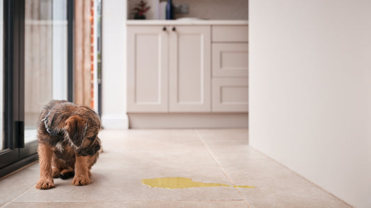 Tips For Stopping Puppy Puddles In Their Tracks