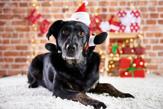Treat Your Furry Best Friend With The Very Best Pet Gifts