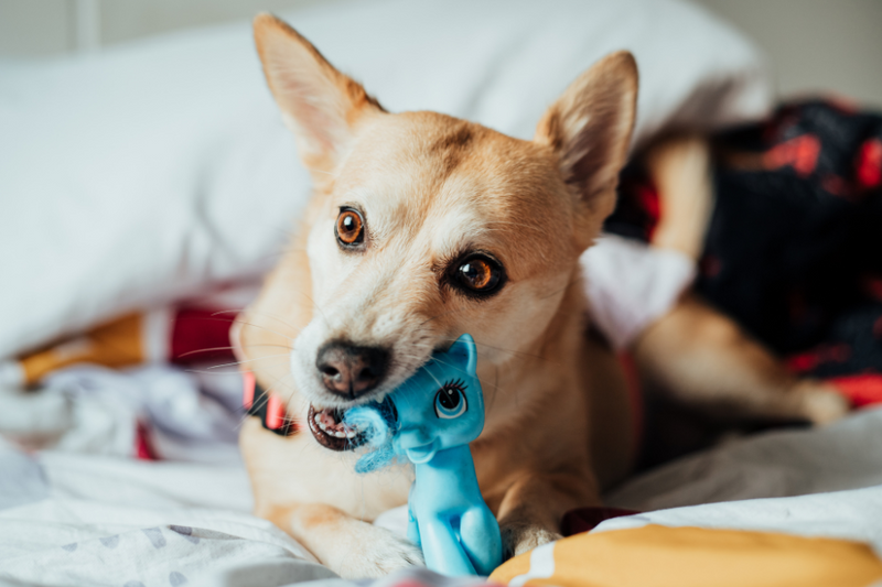 What Should I Put In My Dog’s Crate?