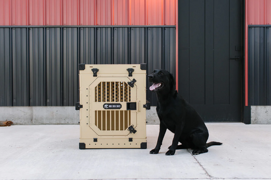 What You Should And Shouldn’t Keep In Your Dog’s Crate