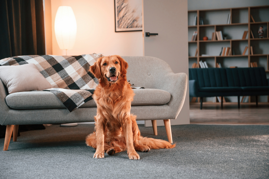 Where Should My Dog’s Crate Go?
