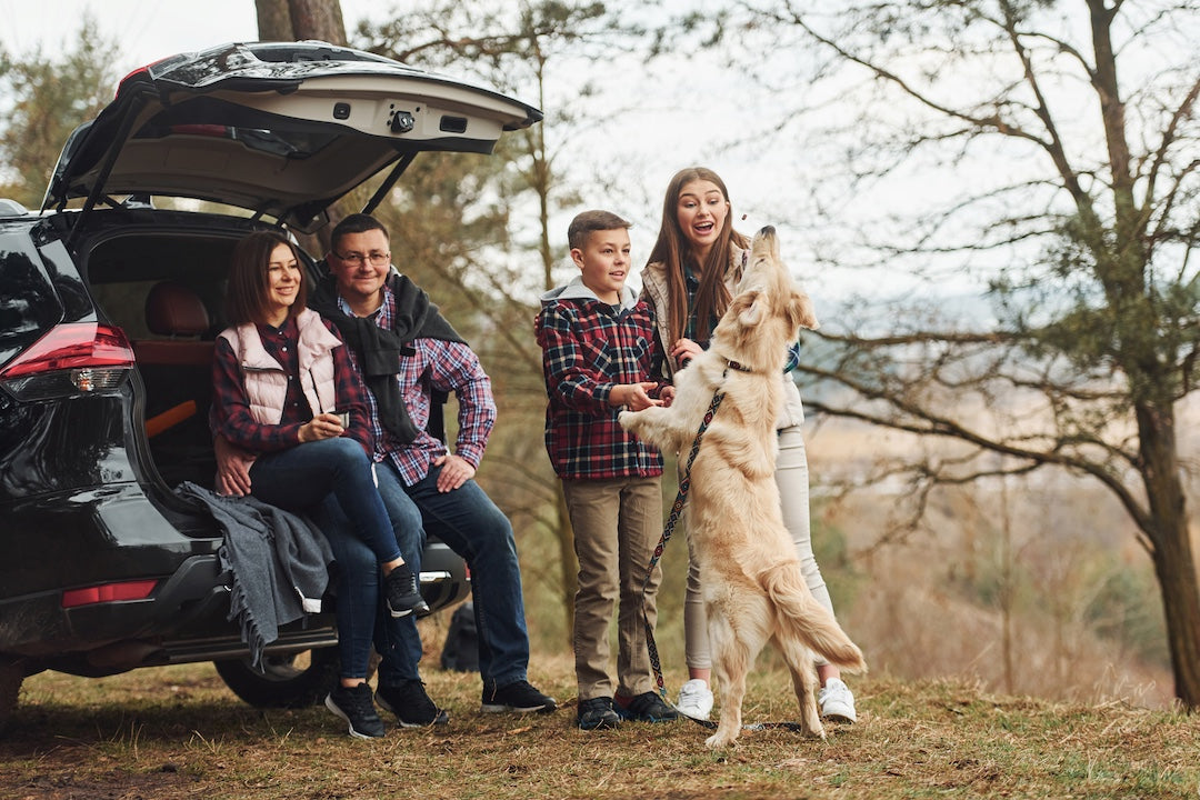 Why Crash-Test Ratings Matter for Dog Crates