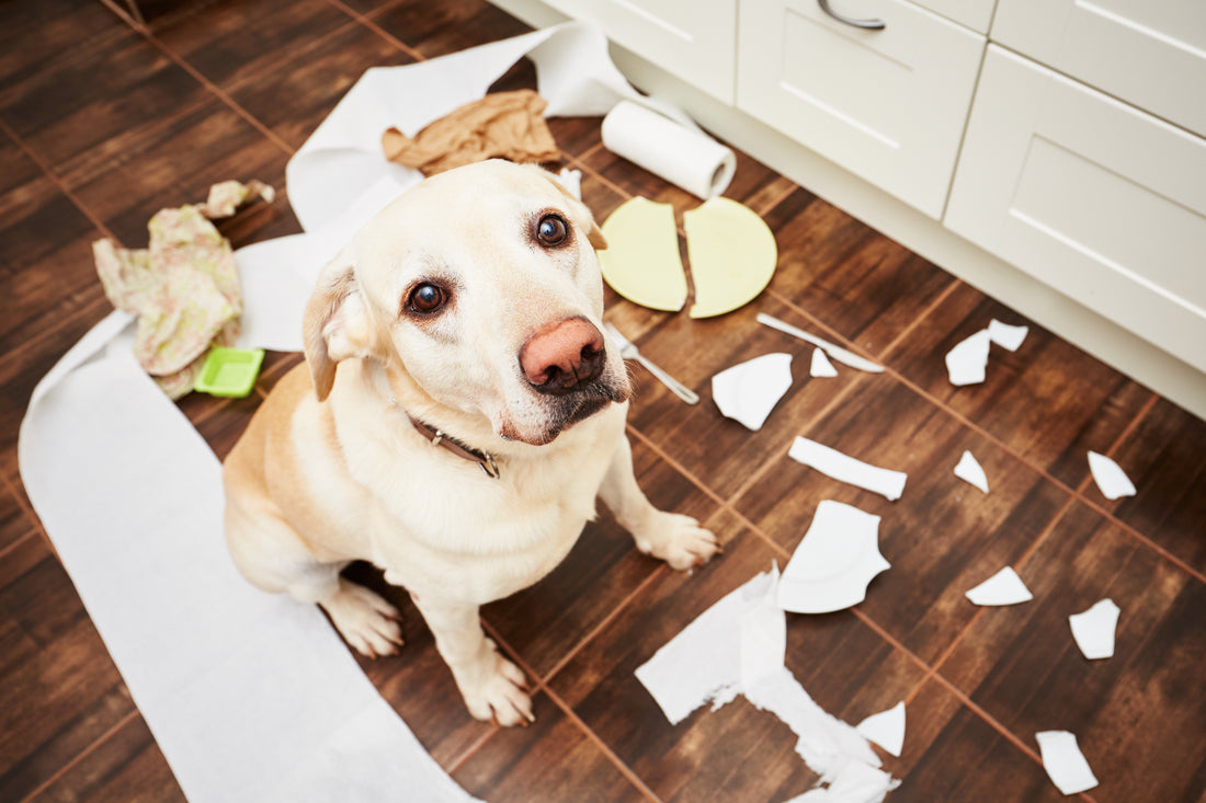 Why Is My Dog Destroying Their Crate When Left Alone?