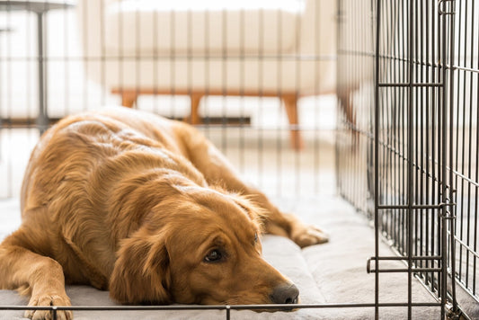 Why Your Dog Hates the Crate (And How to Fix It Fast)