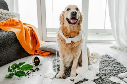 Your Dog Doesn’t Have To Destroy The House When Left Alone