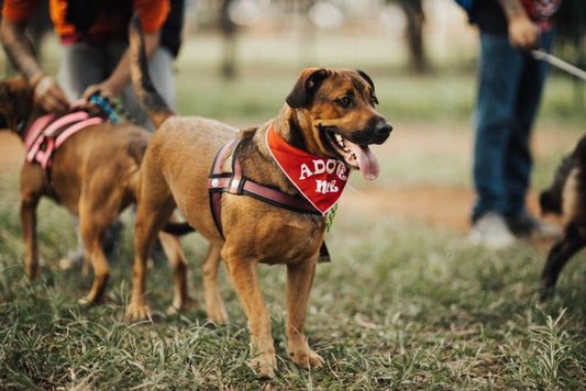 How to Crate Train a Rescue Dog: A Trauma-Informed 4-Week Protocol