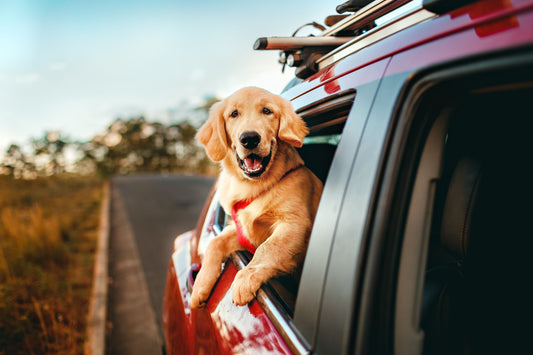 Summer Travel & Crate Safety: The Complete Road-Trip Prep Guide for Dog Parents