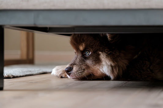 Calming Sound-Phobic Dogs: A Desensitization Protocol for Thunder, Fireworks & Sirens