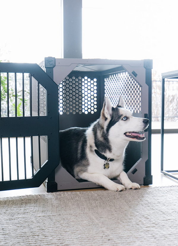 Rock Creek Crates Stationary Crate with a Husky laying down inside